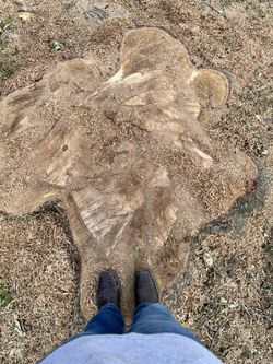 Stump Grinding 