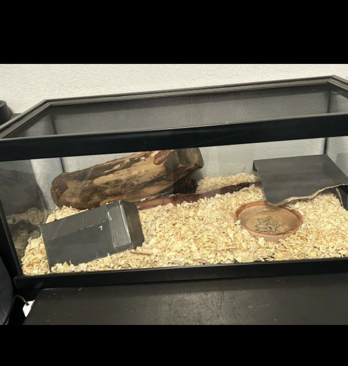 Vivarium Enclosure For Mexican Black King Snake