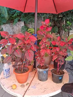 IRISINE PLANTS (read description)