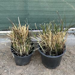 Purple Fountain  Grass