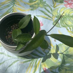 Hoya Caronaria White Flower Wax Plant Indoor