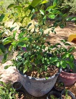 citrus rootstock tree
