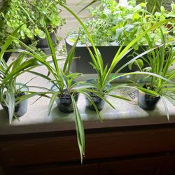 Spider Plants 