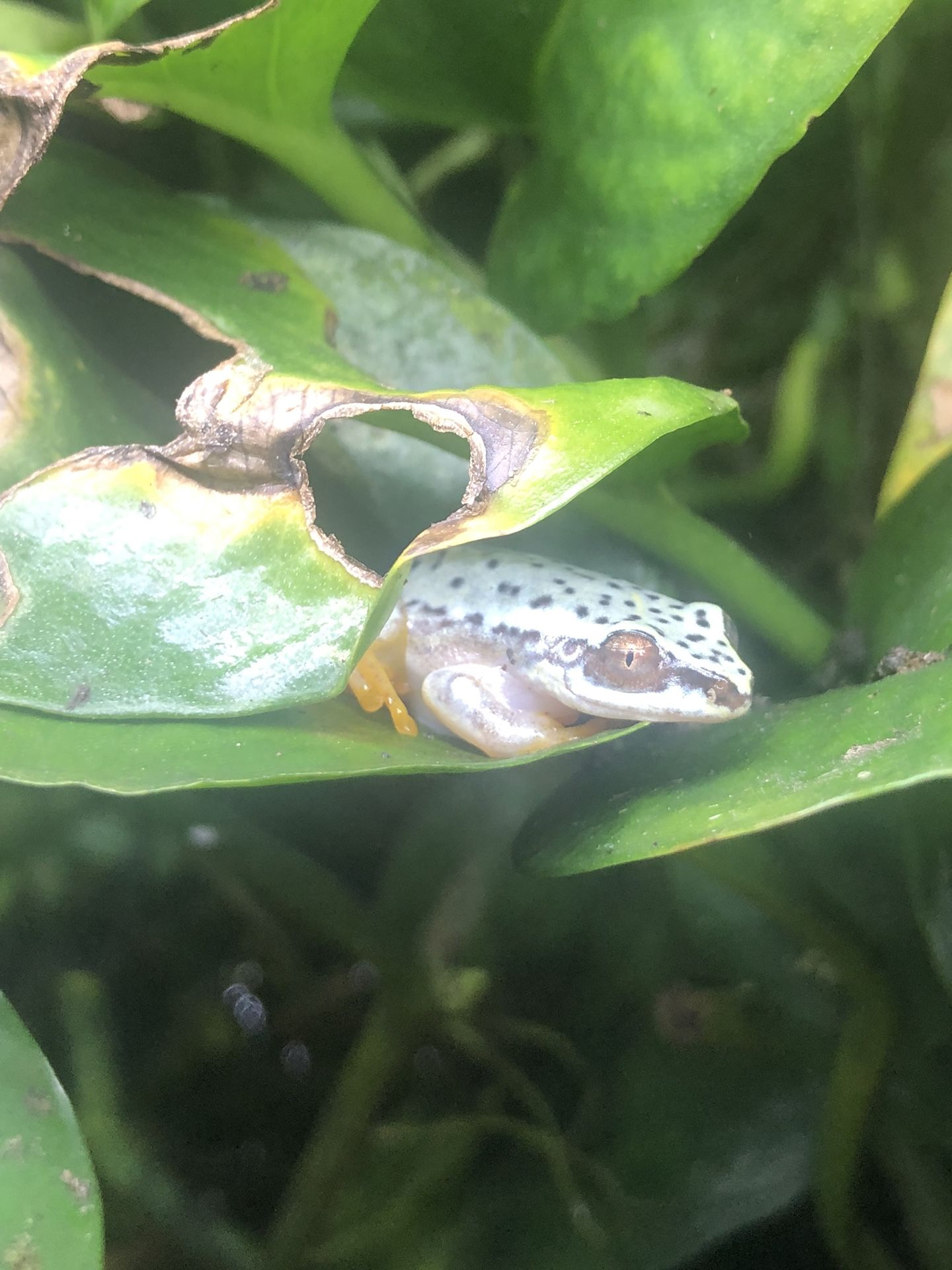Aquarium Plants Reed Frog