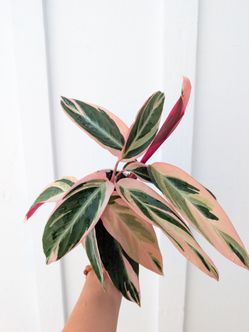 Calathea Stromanthe Triostar Plant 4" Pot - Indoor House Plants