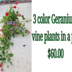 3 Different Geranium plants  In Planter Pot 