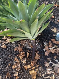 Adult Agave