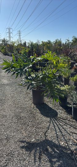 Split Leaf Philodendron 