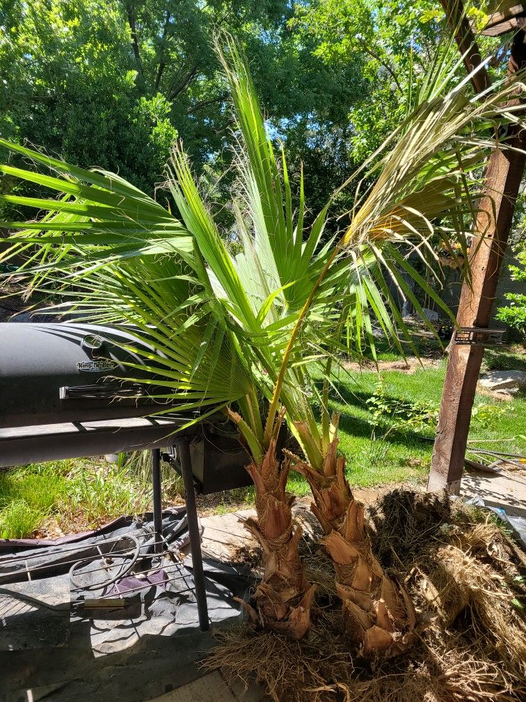 2 Pine Tree 50.00 For 2