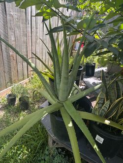 Aloe Vera
