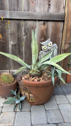Agave Americana