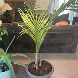Royal palm