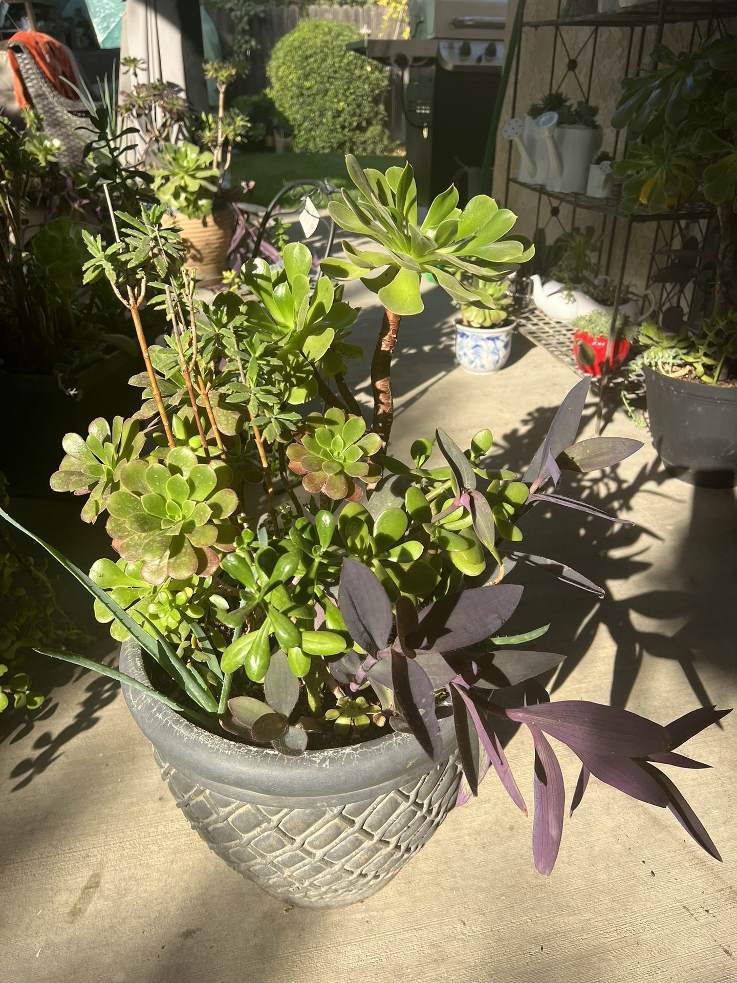 Large Beautiful Succulent Planters