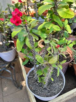 Planta Corona de cristo