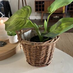 Small woven plant basket