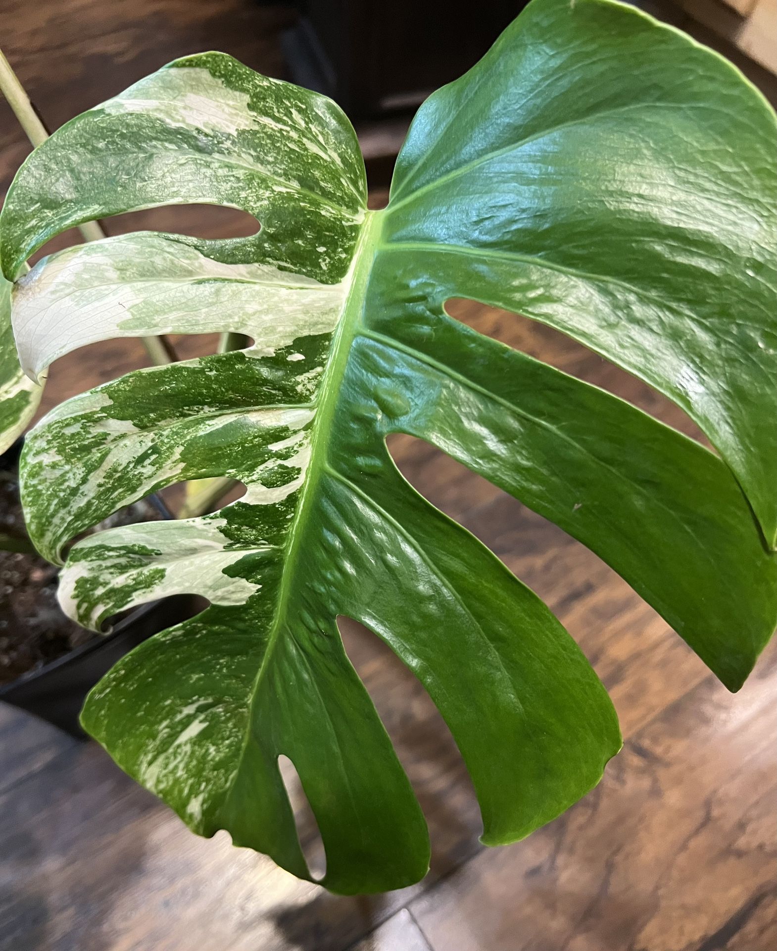 Variegated Monstera Albo Plant Cutting ( Pls Read Description Below)