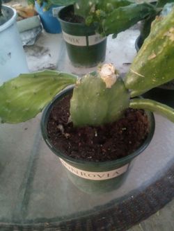 Large Blooming Prickly Pear Cactus in Pot – Rare Variety, Actively Flowering! ¡Gran Cactus Nopal