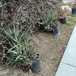 FREE Aloe Vera Plants 