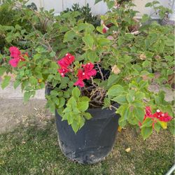 Bugambilias/Bougainvillea Plant