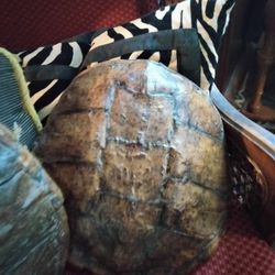 Two Very Large Shells.