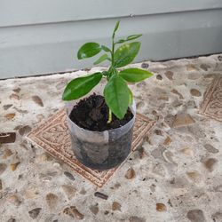  Grapefruit tree