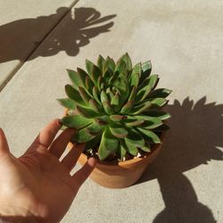 Succulent 