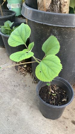 * Ramie leaves for Vietnamese cake - Cây Lá Gai 10$