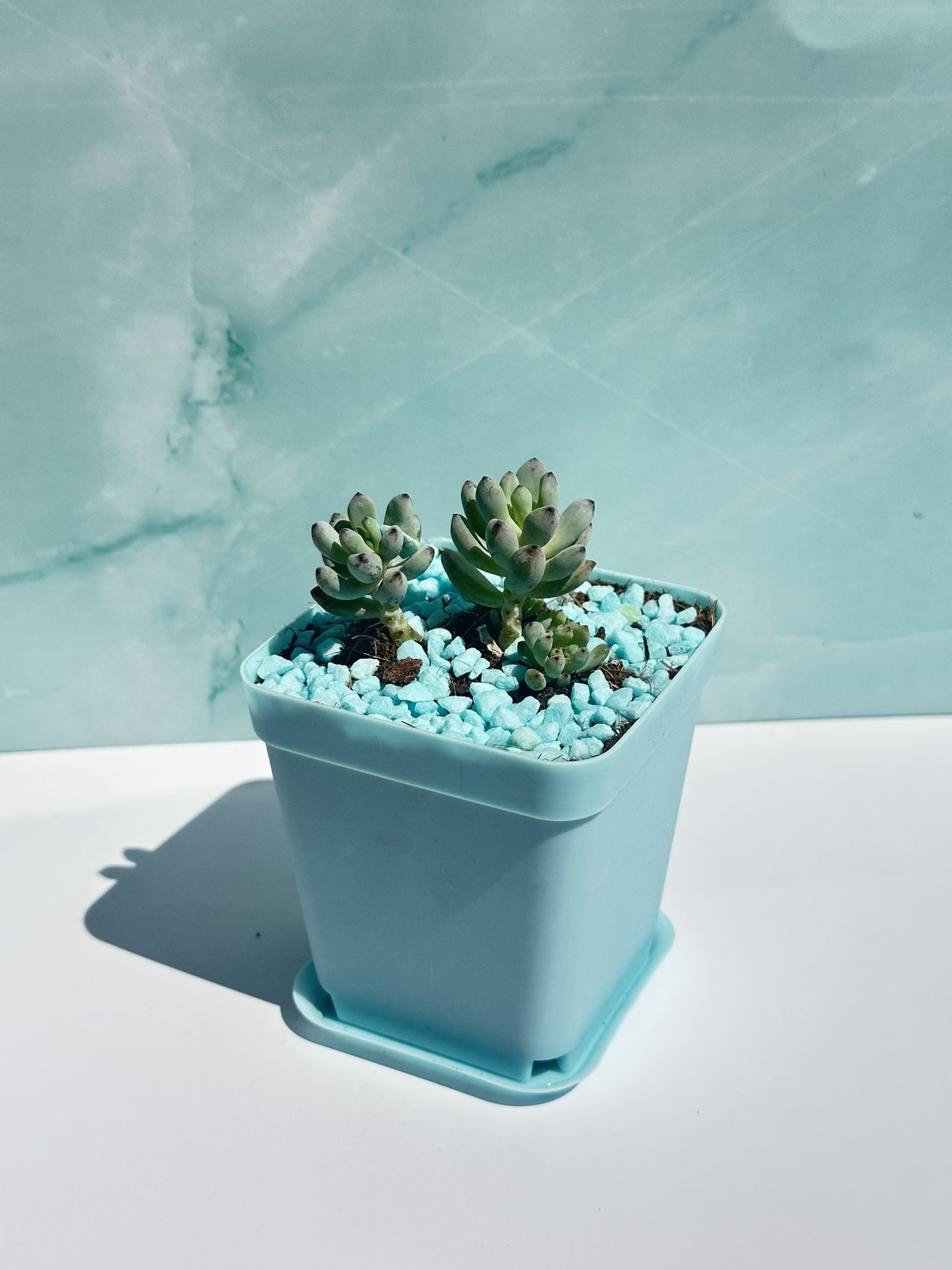 Small Succulent Sedum