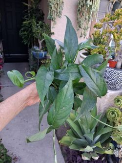 Baltic Blue Pothos Plant $18