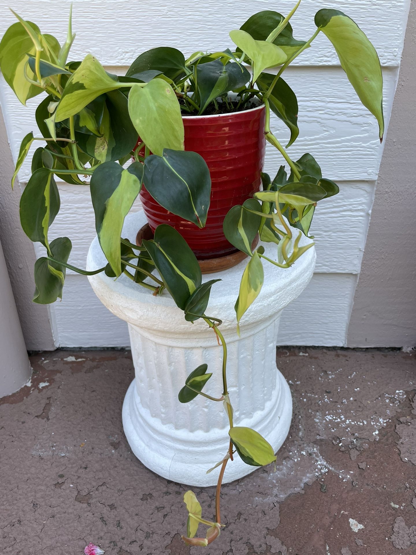 Gorgeous Philodendron Brasil
