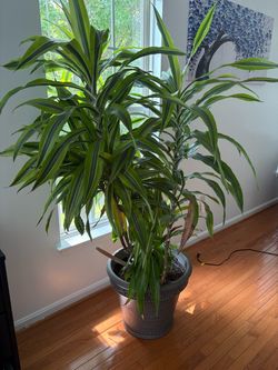 Large Dracaena Indoor Plants with Pot