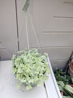 Hanging plant $35