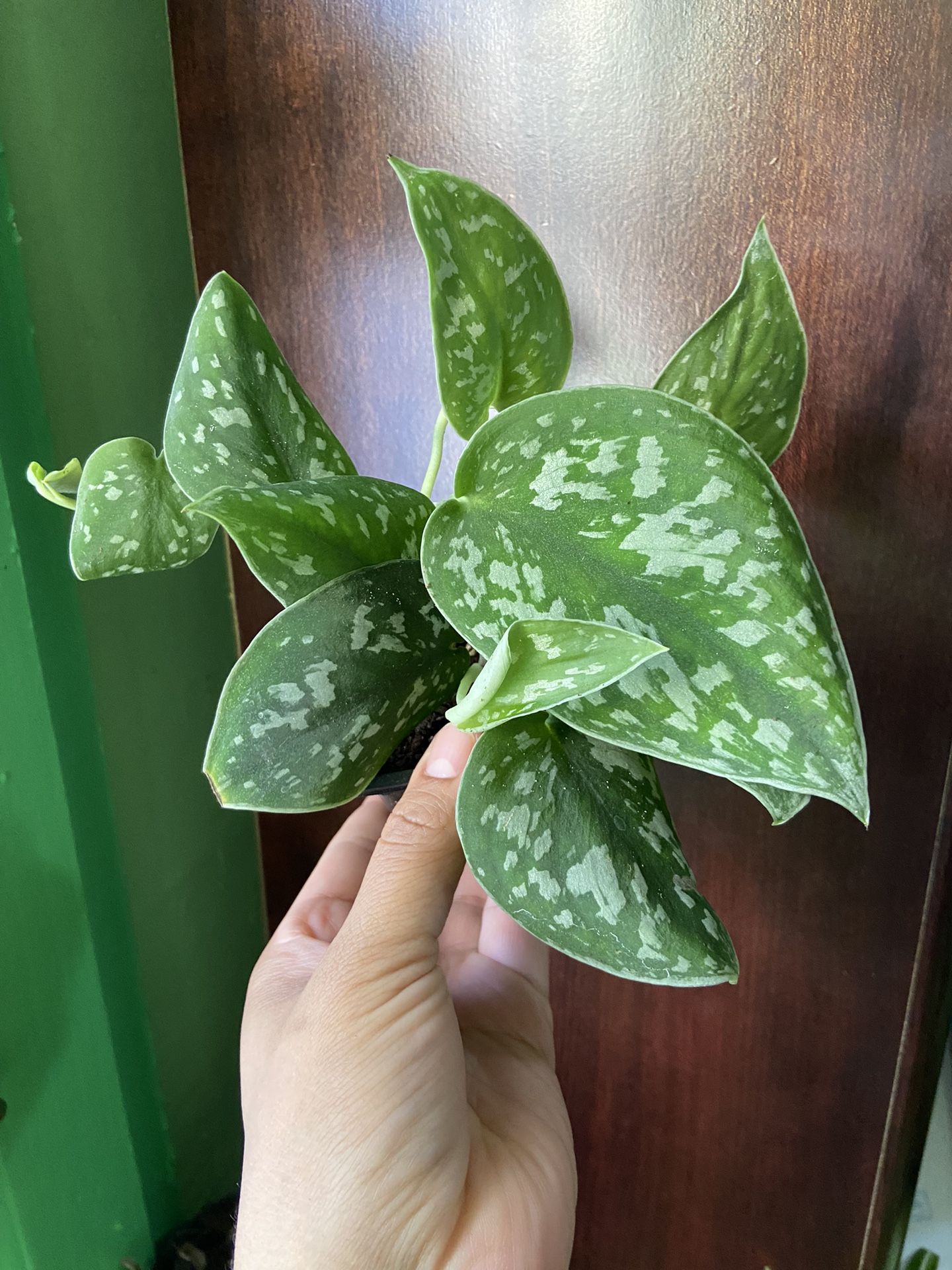 Satin Pothos 4 inch Pot “Bay Ridge Brooklyn 11220”