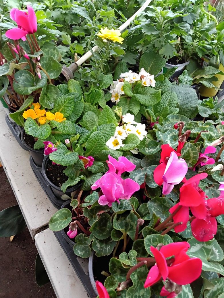 $2 Winter Flowers, Pansies, Cyclamen, Snapdragon, & Primrose Plants