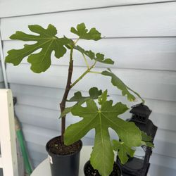 Fig tree plants