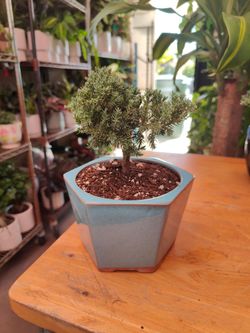 Mini Juniper Bonsai Tree