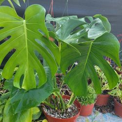 Monstera 