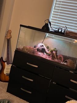 sugar pastel ball python