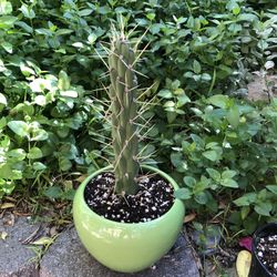 Eve’s Pin Cactus - Potted or Not, All Shapes/sizes