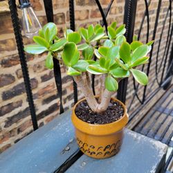 Lemon Lime Jade Plant
