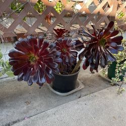 2 Gallon Pot Aeonium Black Rose Succulent Plant 