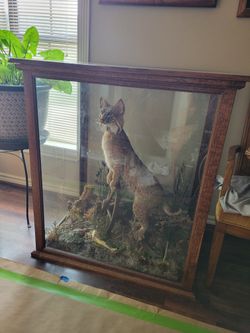 Taxidermy Bobcat In Glass Showcase