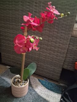 Artificial  orchid  plant