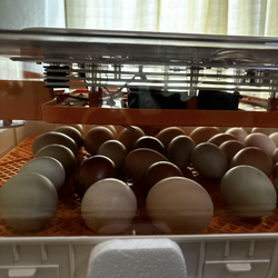 Day Fresh Eggs