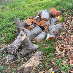 Allot Avocado Trees New Cut