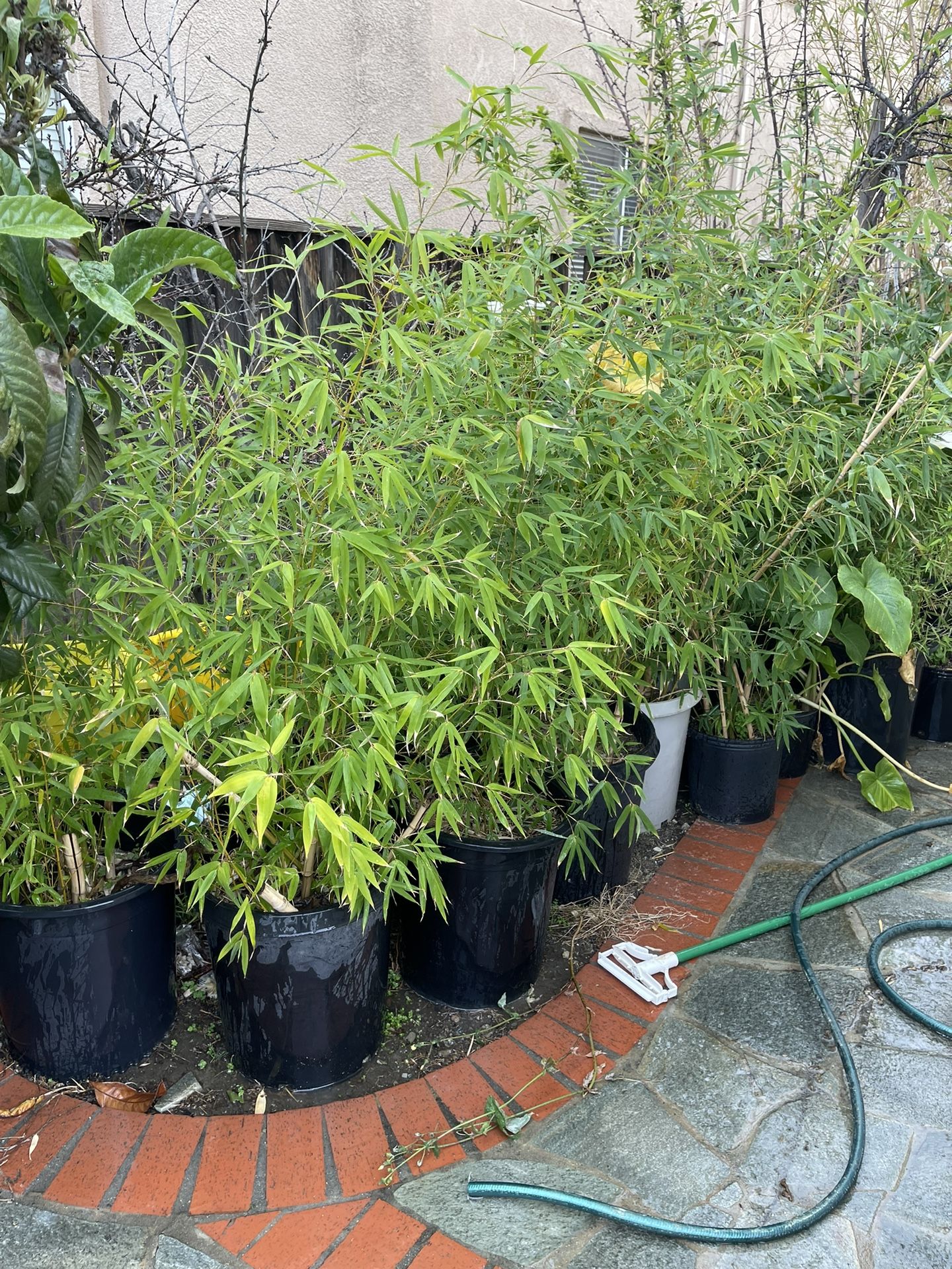 Golden Bamboo Plants  - Various Sizes 