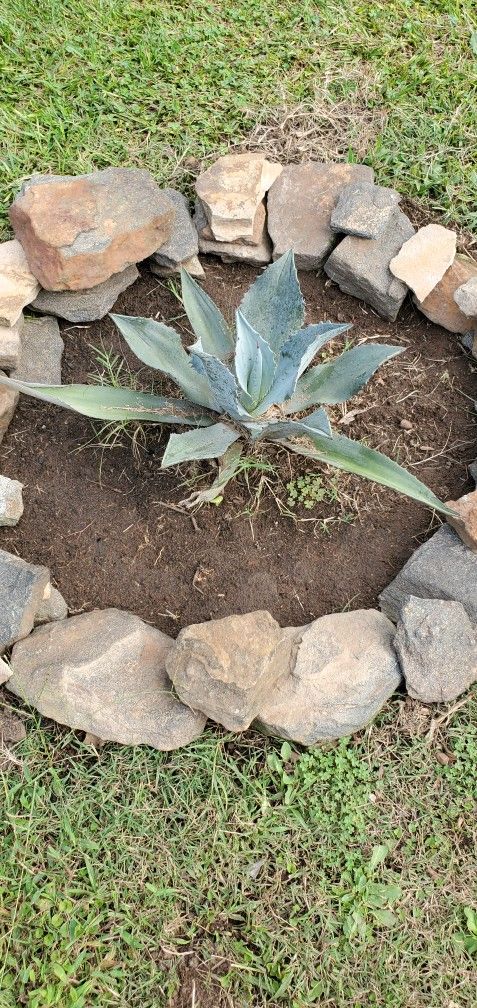 They Grow About 5 Ft Tall 10 A Piece 2pf Theme