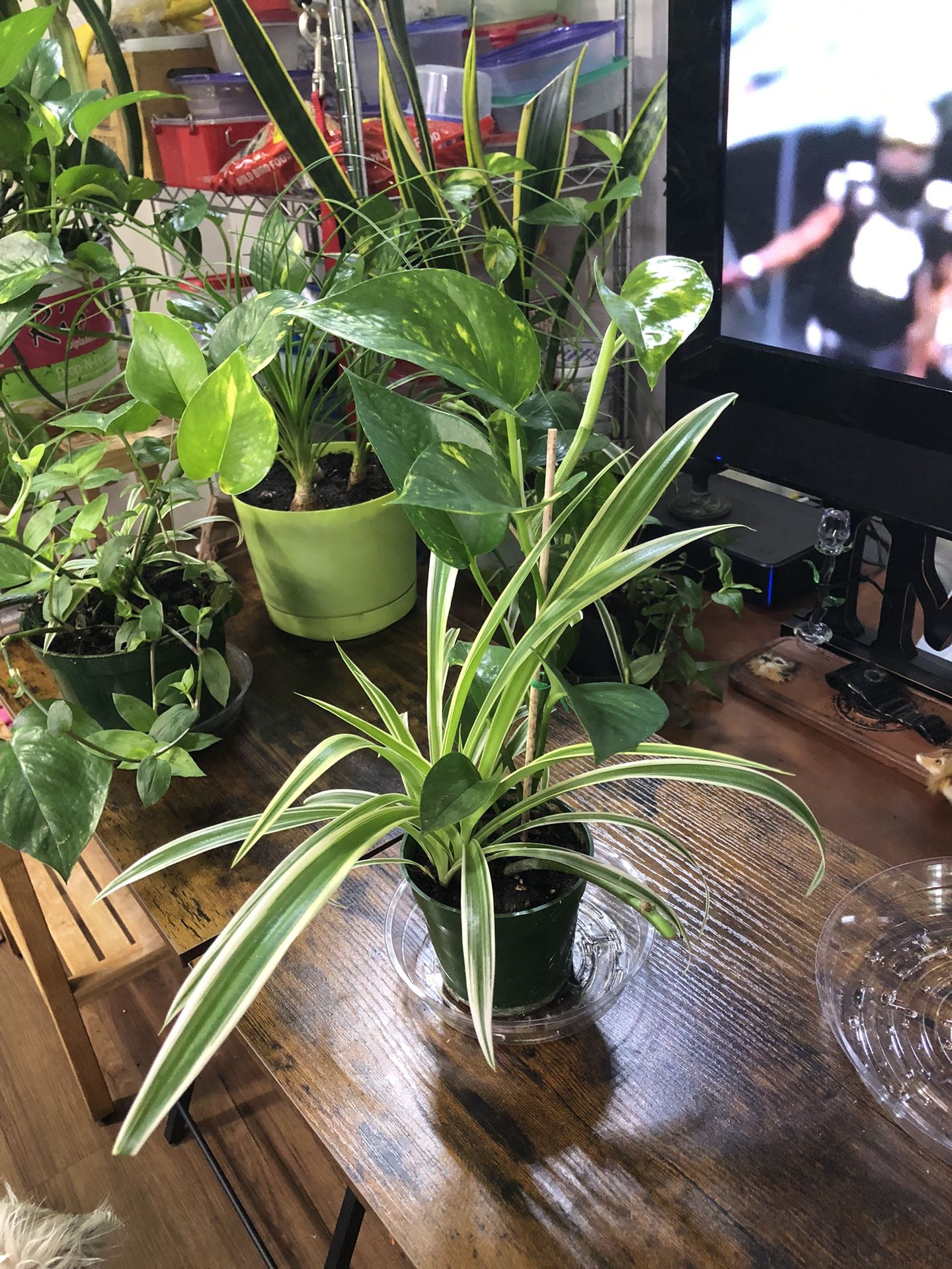 Pothos/ Spider Plants 🪴 
