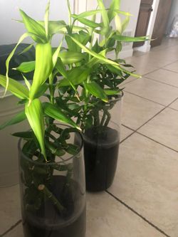 Lucky bamboo (10 sticks) with two glass vases