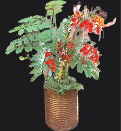 Pride of Barbados